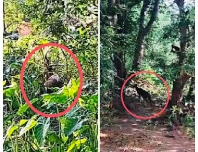 गंगरेल-मरादेव मार्ग के बीच घायल चीतल की मौत, कुत्तों के हमले में हुआ था गंभीर जख्मी…
