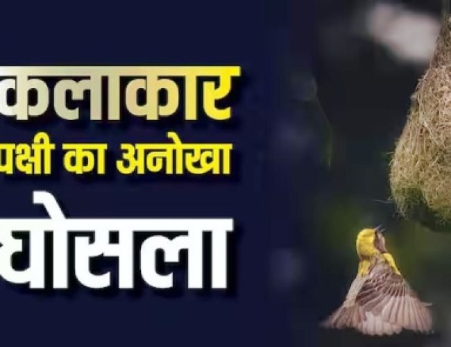 गर्मी में ठंडा और सर्दियों में गर्म, इस पक्षी के घोसले में होते हैं अलग-अलग कमरे, कहलाता है बेस्ट आर्किटेक्ट…