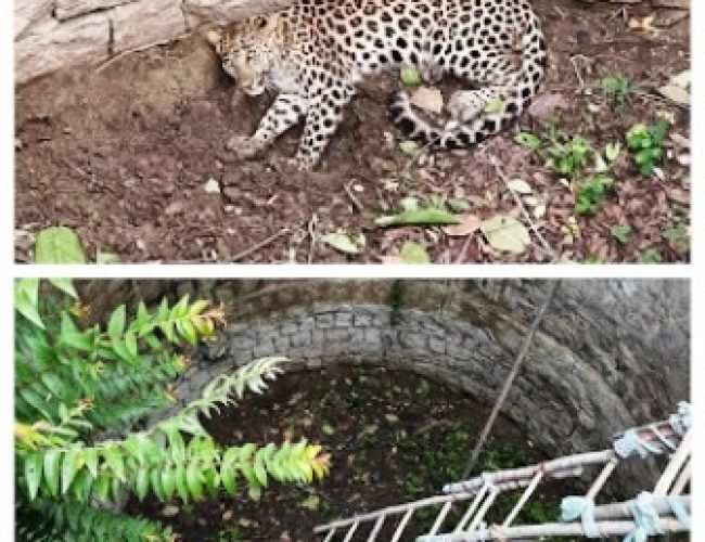 धमतरी: पांच घंटे की मशक्कत के बाद सूखे कुएं से तेंदुए का सफल रेस्क्यू, सुरक्षित जंगल में छोड़ा गया…