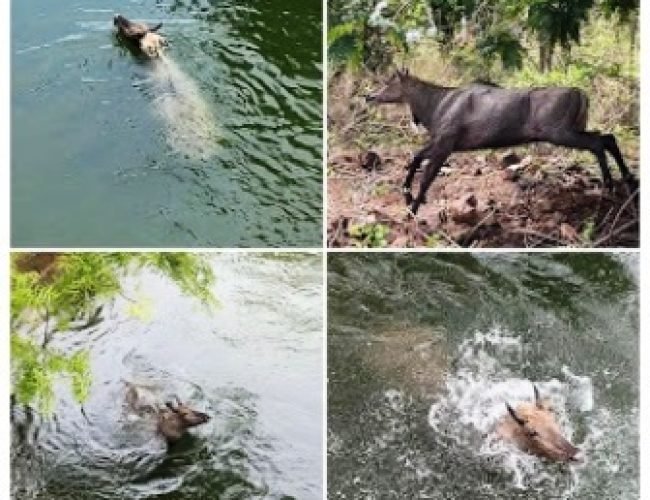 गंगरेल बांध की नहर में गिरी नीलगाय, घंटेभर की मशक्कत के बाद खुद निकली बाहर, वीडियो वायरल…