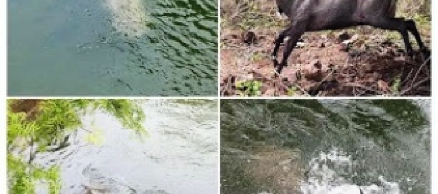 गंगरेल बांध की नहर में गिरी नीलगाय, घंटेभर की मशक्कत के बाद खुद निकली बाहर, वीडियो वायरल…