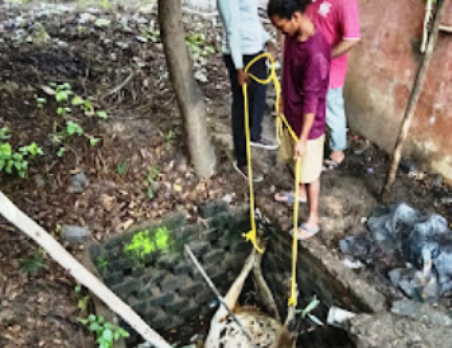 खुले सोक पिट में गिरने से गाय की मौत, बड़े हादसे की आशंका…