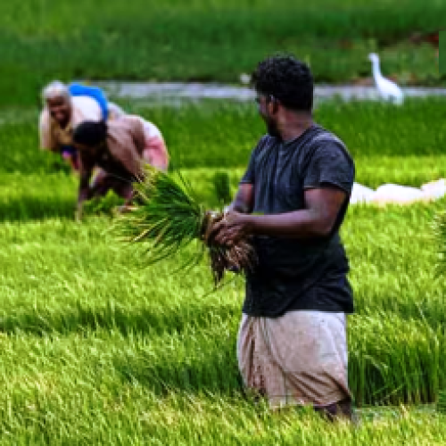 Farmer Suicides India: किन वजहों से सबसे ज्यादा आत्महत्या करते हैं किसान, किस राज्य में सबसे ज्यादा?