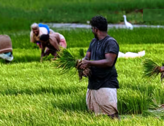 Farmer Suicides India: किन वजहों से सबसे ज्यादा आत्महत्या करते हैं किसान, किस राज्य में सबसे ज्यादा?