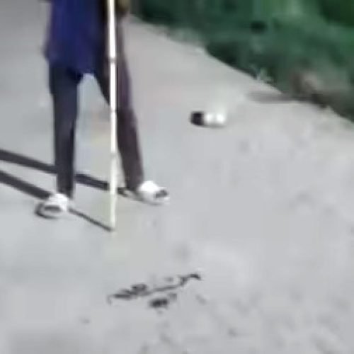 कोबरा सांप को लाठी से मारने वाले नाबालिग पर एक्शन, आरोपी को बाल सुधार गृह भेजा…