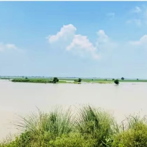 यमुना का जलस्तर बढ़ा, Noida के इन गांवों में फसलों को भारी नुकसान, बाढ़ का खतरा गहराया…