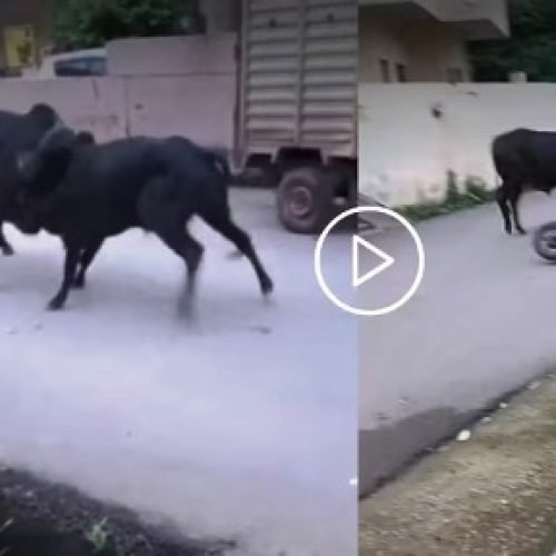 इसे कहते हैं टाइम खराब चलना! दो सांडों की लड़ाई में पिस गई दीदी, कुचलने से बची, वीडियो वायरल…
