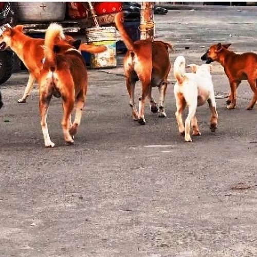 जम्मू-कश्मीर में बढ़ा कुत्तों का कहर, 3 साल में 2 लाख से ज्यादा केस, चौंका देंगे सरकार के आंकड़े!…
