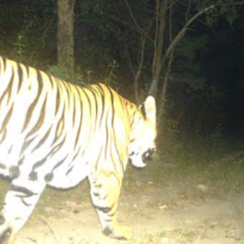 उदंती-सीतानदी में फिर बाघ की आहट, मादा नहीं मिलने से टिक नहीं पा रहे टाइगर…