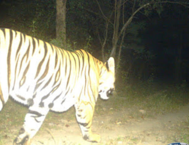 उदंती-सीतानदी में फिर बाघ की आहट, मादा नहीं मिलने से टिक नहीं पा रहे टाइगर…