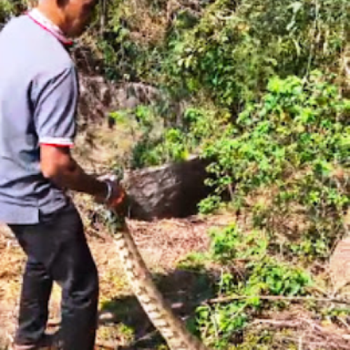 धमतरी में खेत किनारे मिला विशालकाय अजगर, सर्पमित्र ने किया सफल रेस्क्यू…