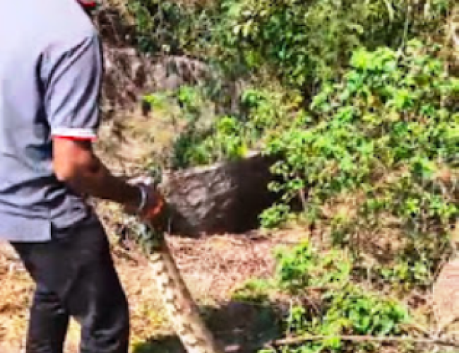 धमतरी में खेत किनारे मिला विशालकाय अजगर, सर्पमित्र ने किया सफल रेस्क्यू…