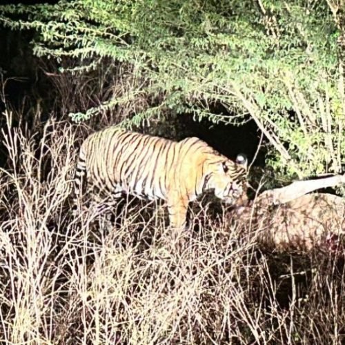 🐅 सीतानदी का ‘रहस्यमयी बाघ’ अब उत्तर सिंगपुर में! 10 किमी जंगल हाईअलर्ट पर